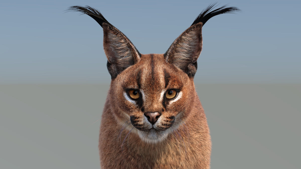 Caracal cat 3D model with distinctive tufted ears against a blurred background