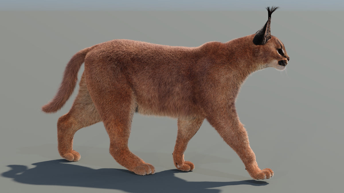 Caracal cat 3D model walking - 3DS Max Scene With Hair and Fur
