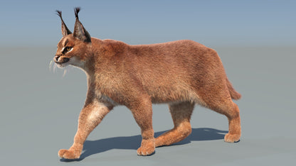 Caracal cat 3d model with walking animation 3ds max scene rendered with Arnold renderer