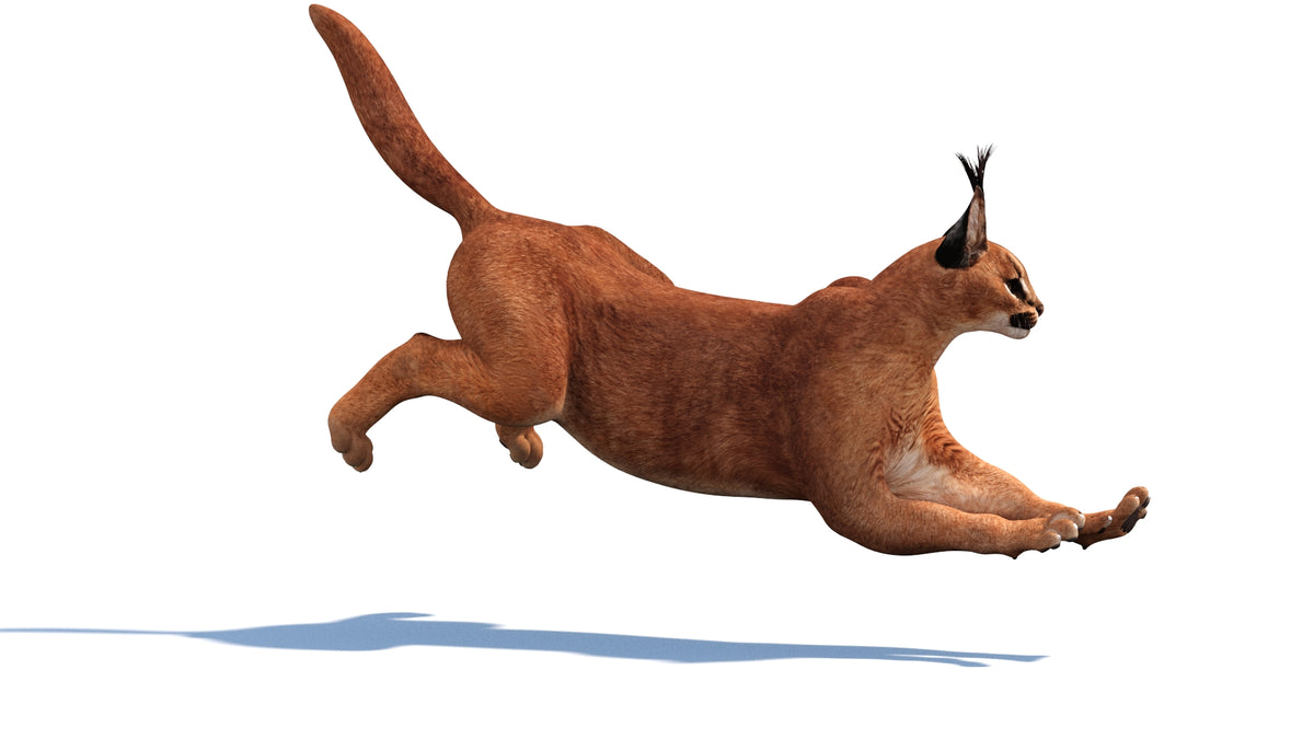 Animated Caracal 3D Model - Game-Ready - 360 Degree View