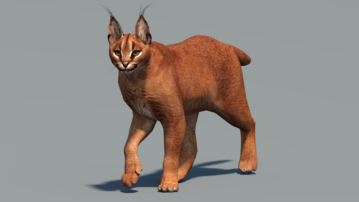 Animated Caracal 3D Model - Low Poly - 360 Degree View