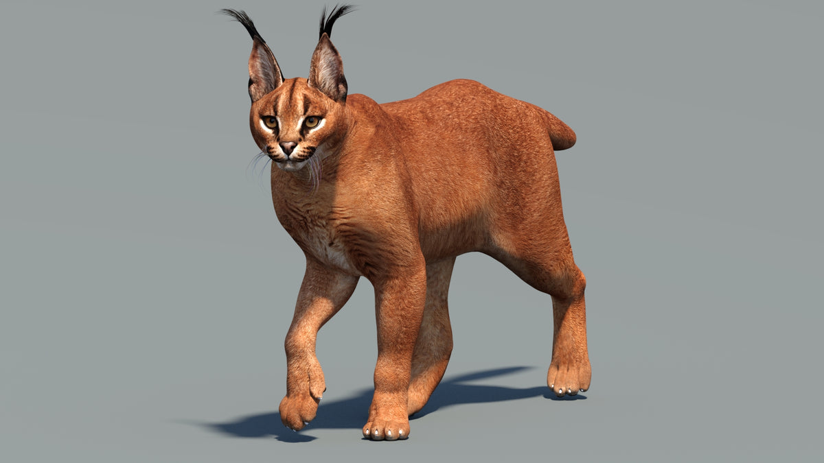 Animated Caracal 3D Model - Game-Ready - 360 Degree View