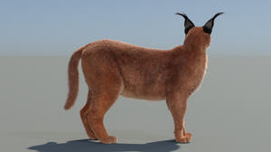Fully Rigged and Animated Caracal cat 3D model on a neutral background form back side Thumbnail