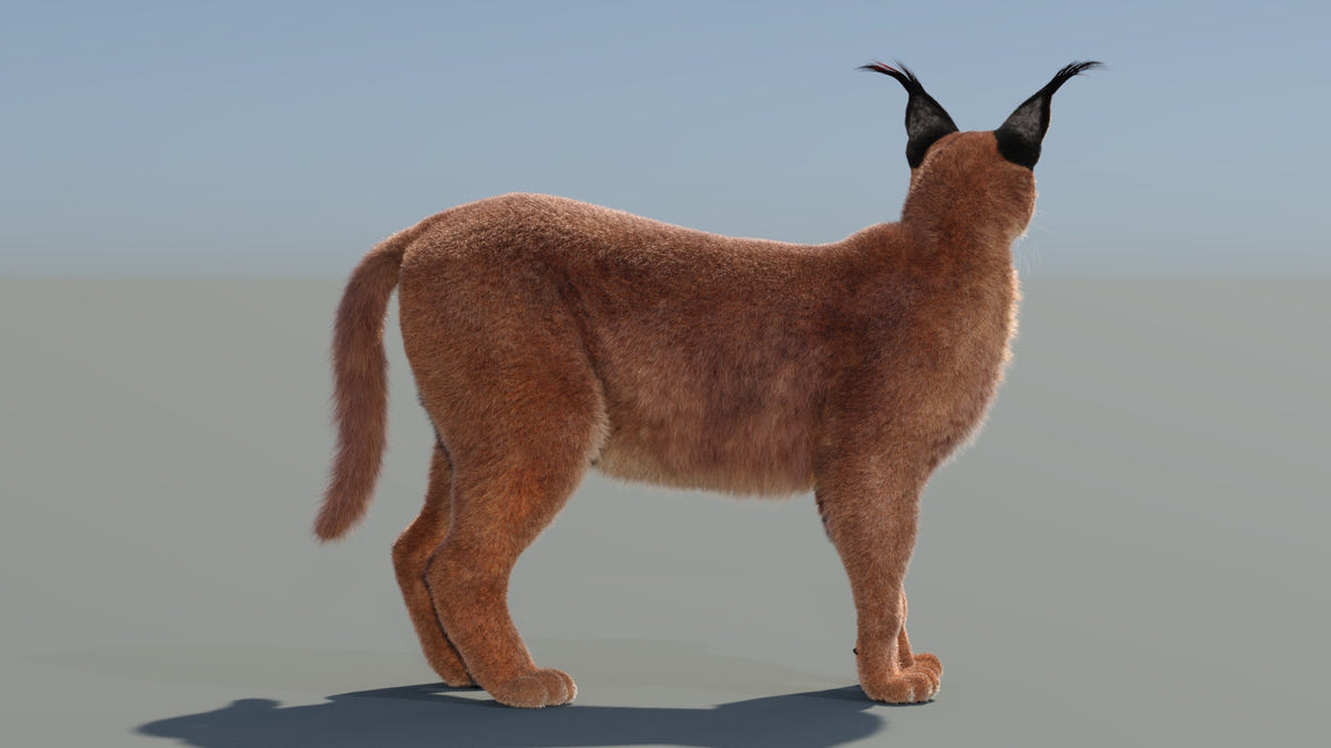 Fully Rigged and Animated Caracal cat 3D model on a neutral background form back side