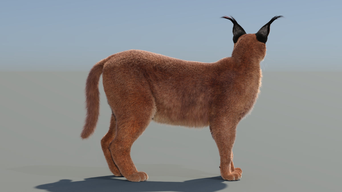 Fully Rigged and Animated Caracal cat 3D model on a neutral background form back side