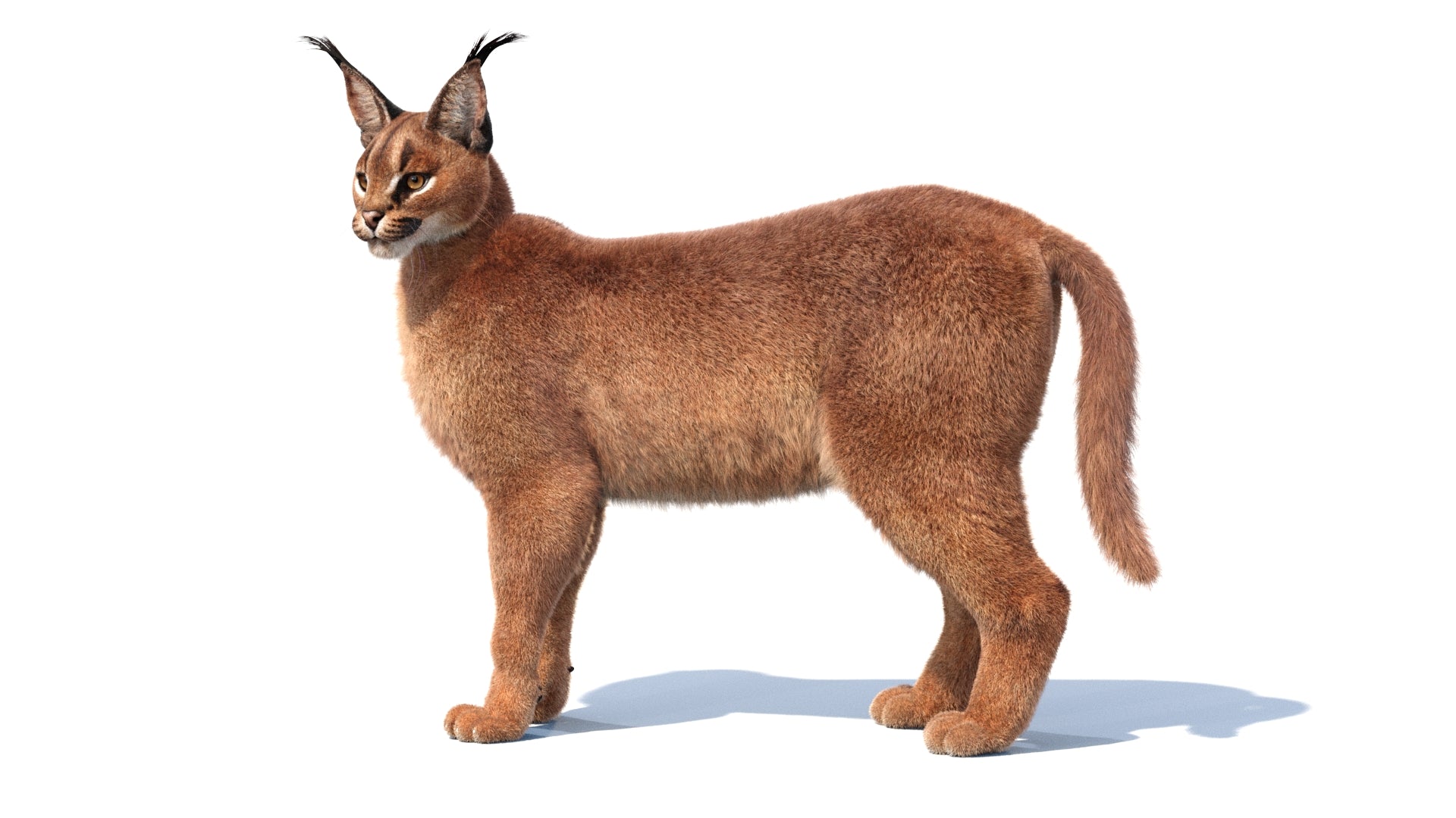 Animated Caracal 3D Model Fur - 360 Degree Interactive View