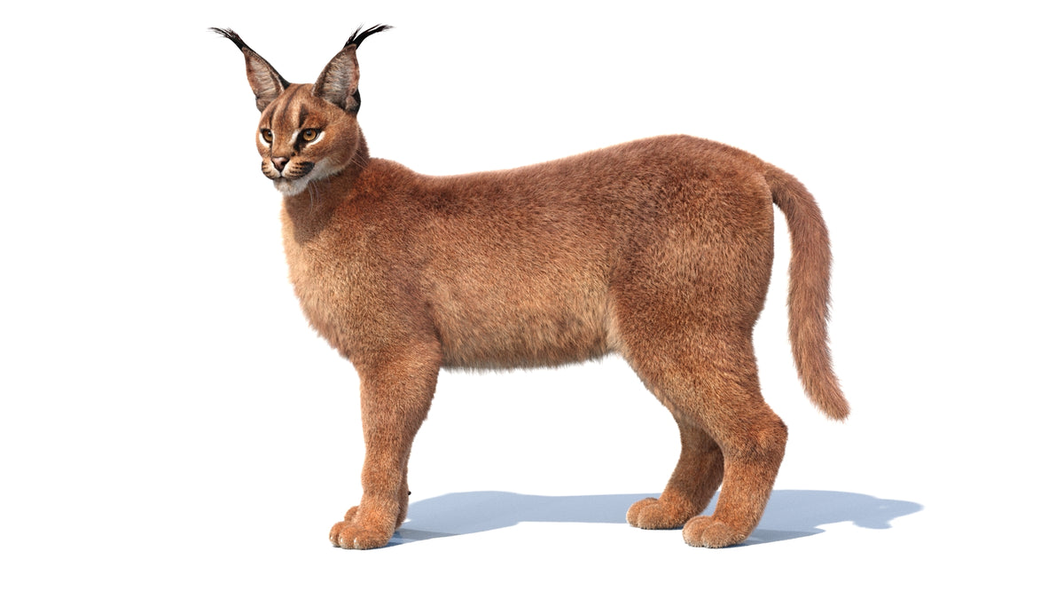 Animated Caracal 3D Model - Hair and Fur - 360 Degree View