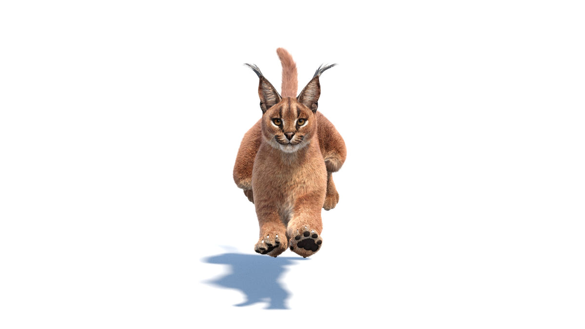 Animated Caracal 3D Model - Hair and Fur - 360 Degree View