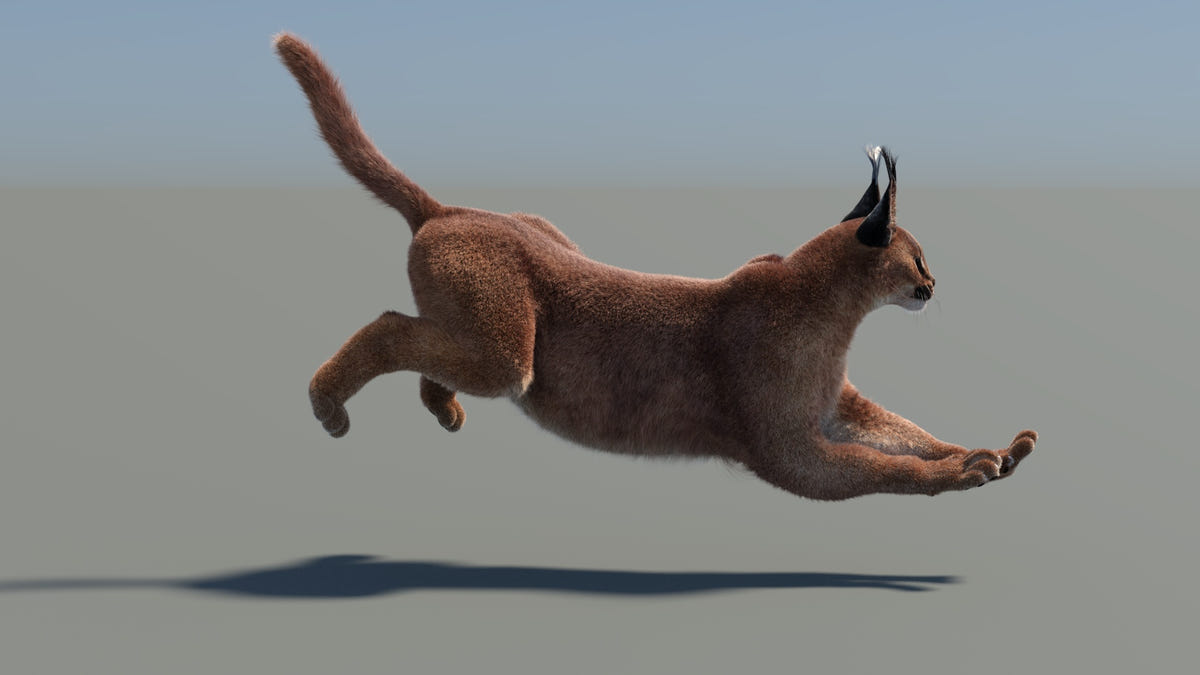 Animated Caracal 3D Model - Hair and Fur - 360 Degree View