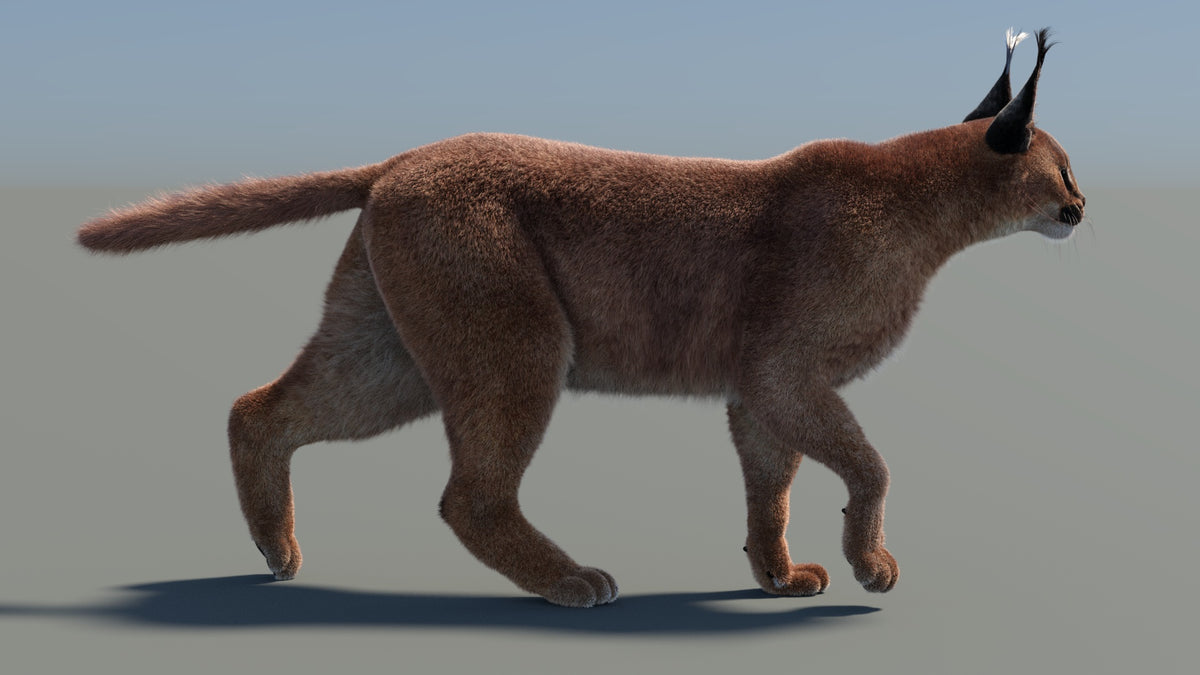Animated Caracal 3D Model - Hair and Fur - 360 Degree View