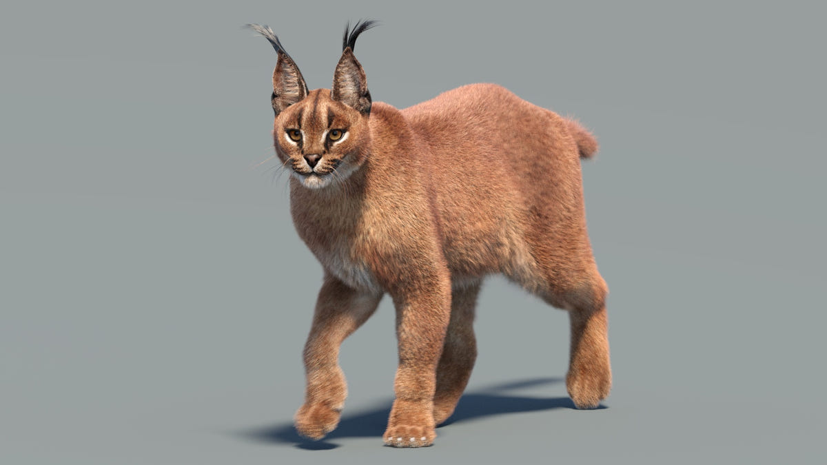 Animated Caracal 3D Model - Hair and Fur - 360 Degree View