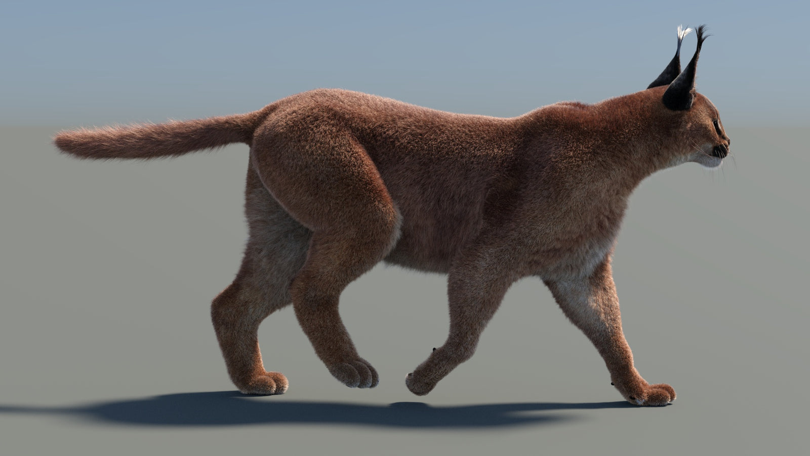 애니메이션 카라칼 3D 모델 모피 360° view 4 frame 29