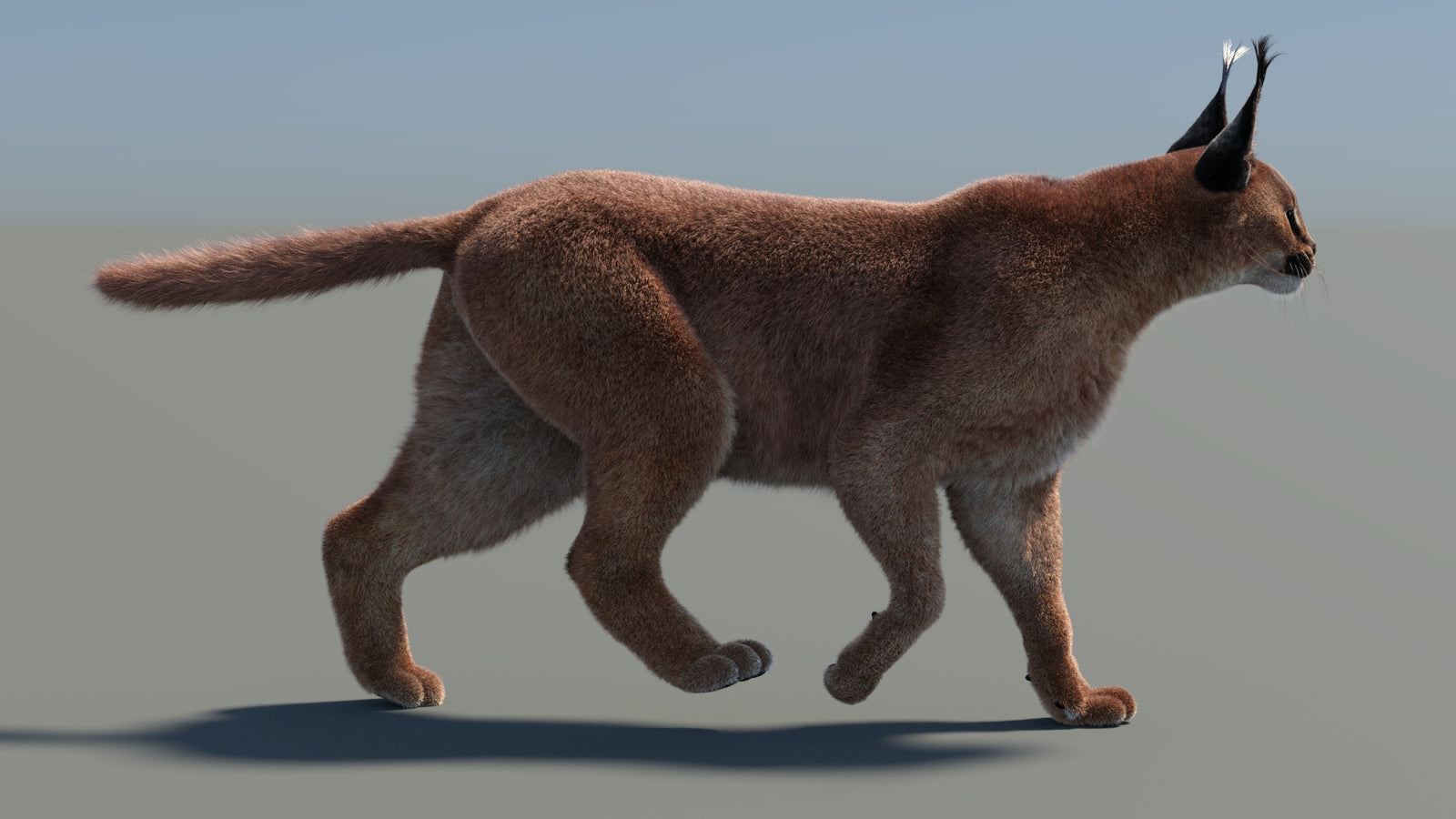 애니메이션 카라칼 3D 모델 모피 360° view 4 frame 32