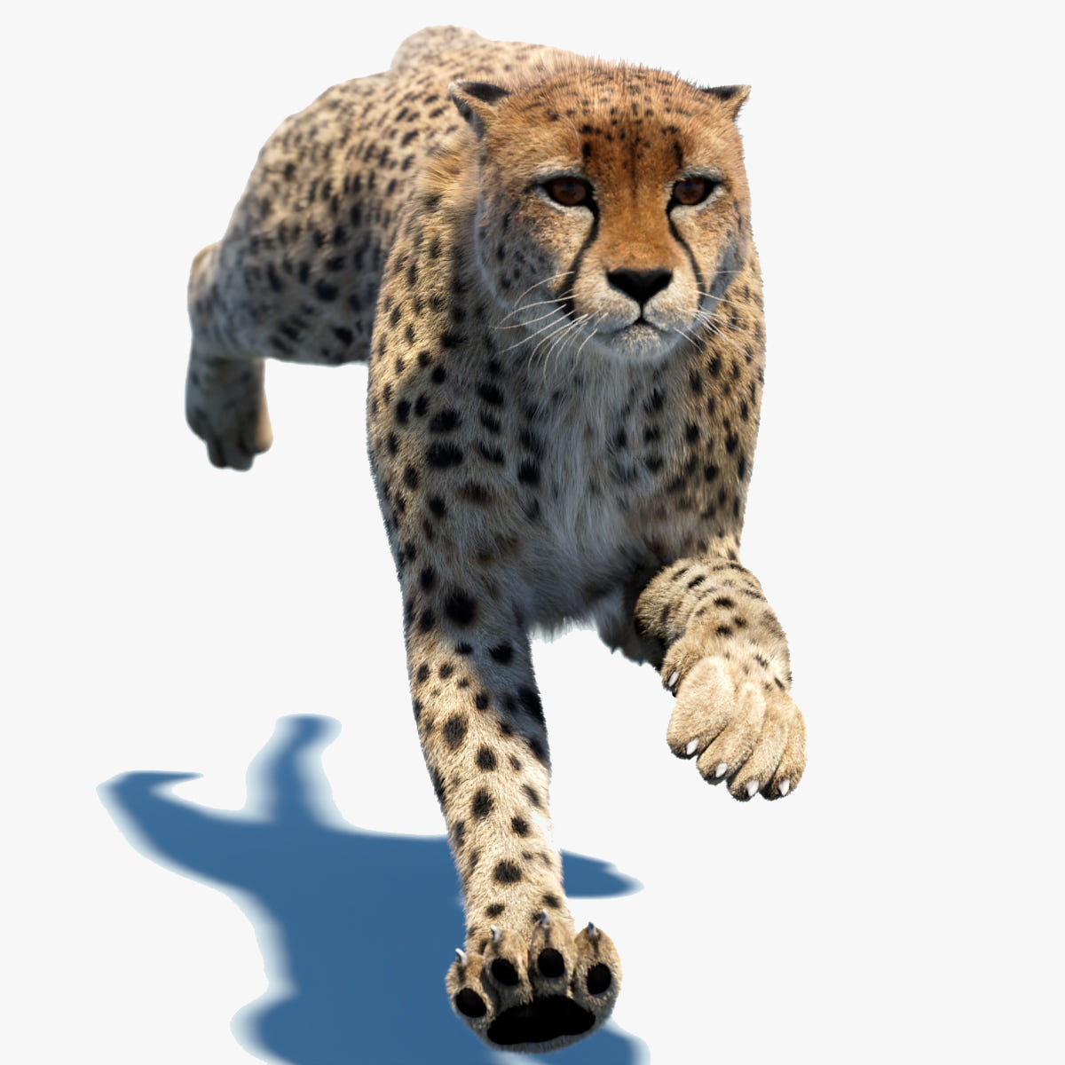 Animated Cheetah 3D Model with Fur