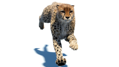 Big Cat 3D Model Rigged Animated Fur Bundle