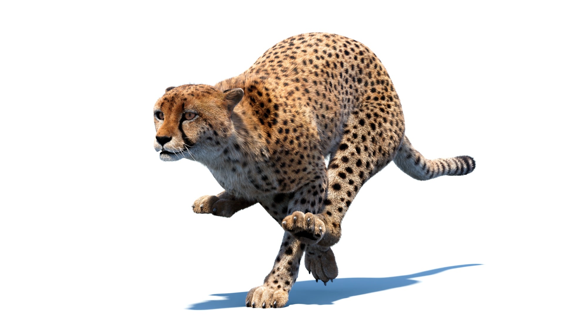 Animated Cheetah 3D Model with Fur, and Running Animation Cycle
