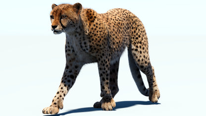 Big Cat 3D Model Rigged Animated Fur Bundle
