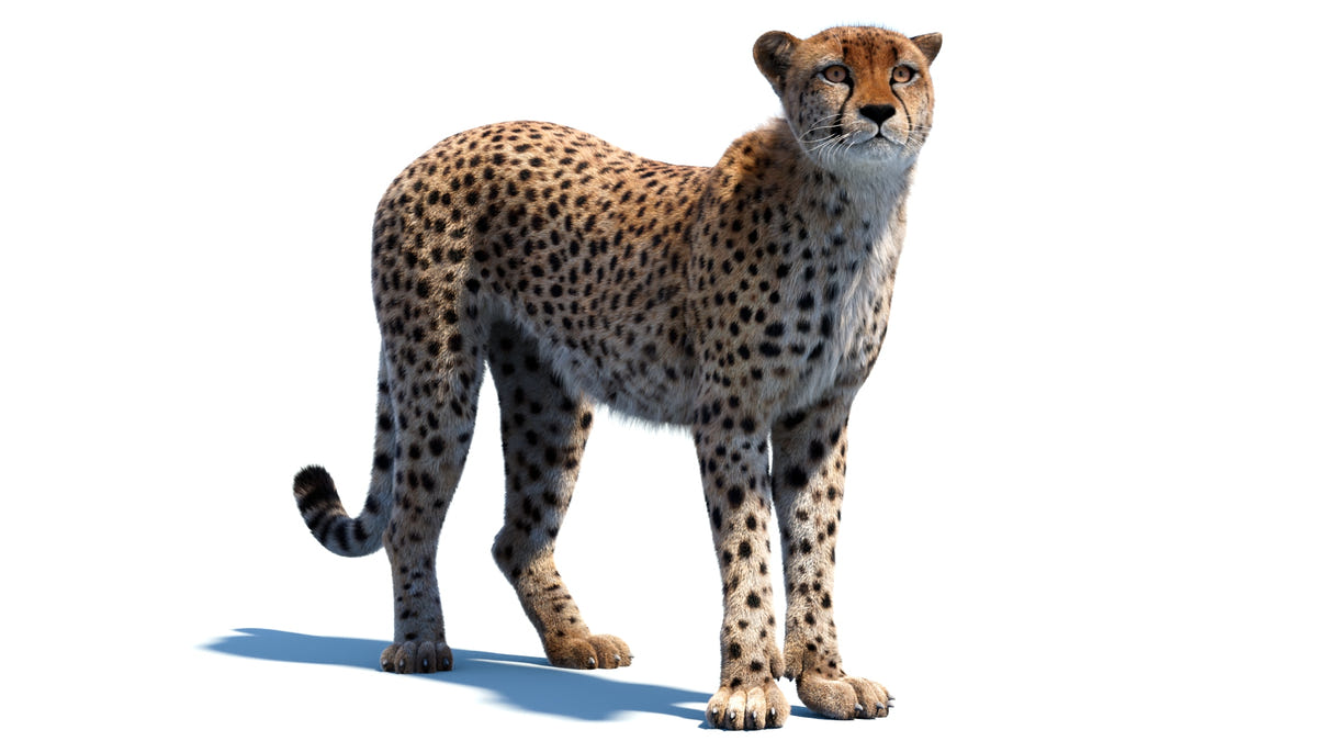 Cheetah standing on a white background