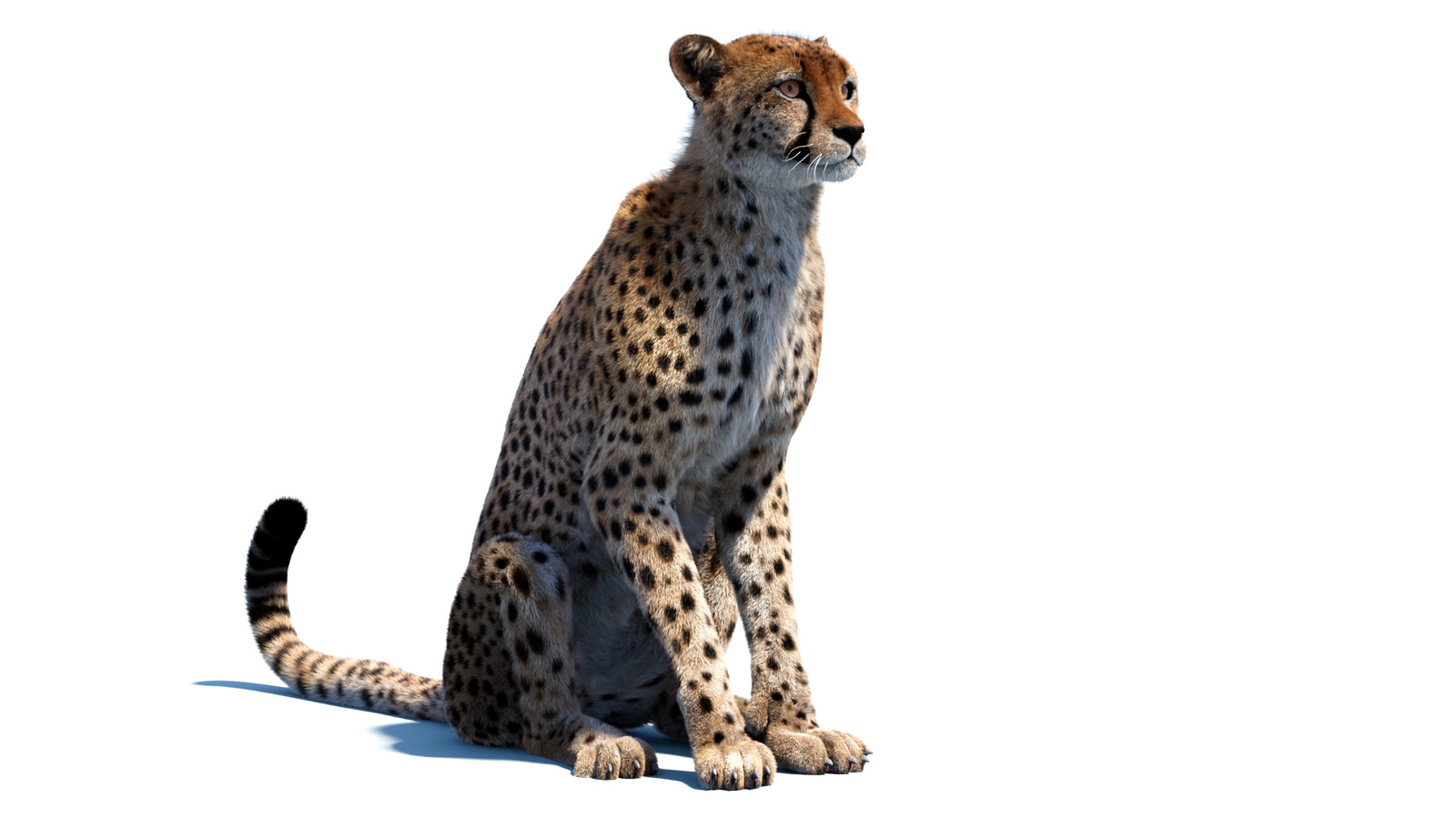 Animated Cheetah 3D Model with Fur -Sitting
