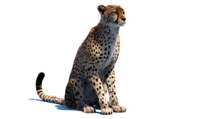 Animated Cheetah 3D Model with Fur -Sitting Thumbnail