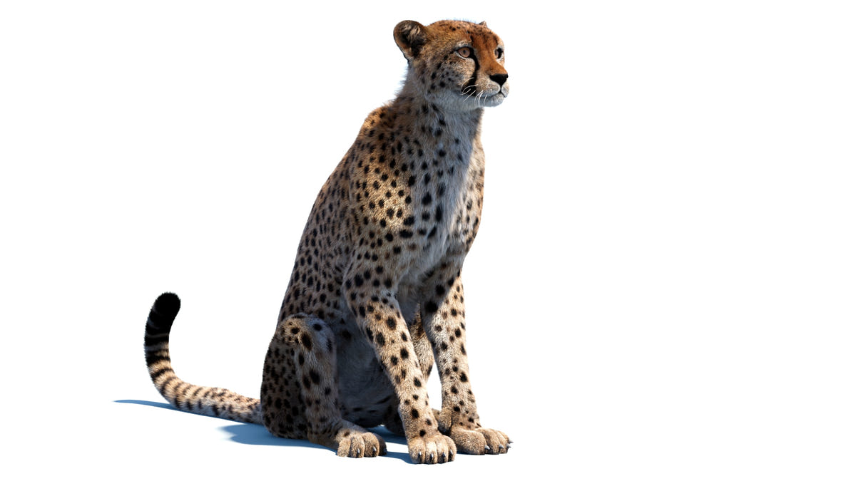 Animated Big Cat 3D Model - Lion, Tiger, Leopard, and cheetah - Hair and Fur | Bundle