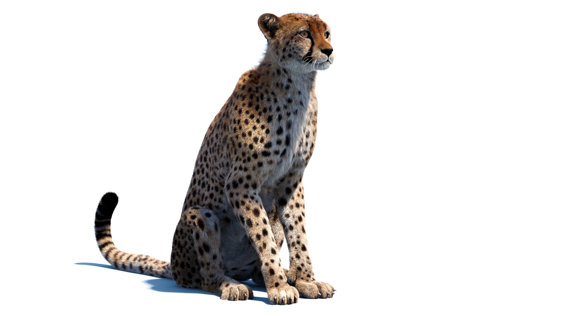 Big Cat 3D Model Rigged Animated Fur Bundle