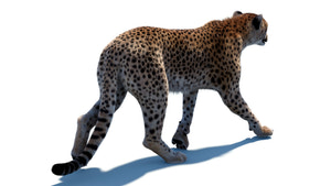 Cheetah 3d model walking on a white background Thumbnail