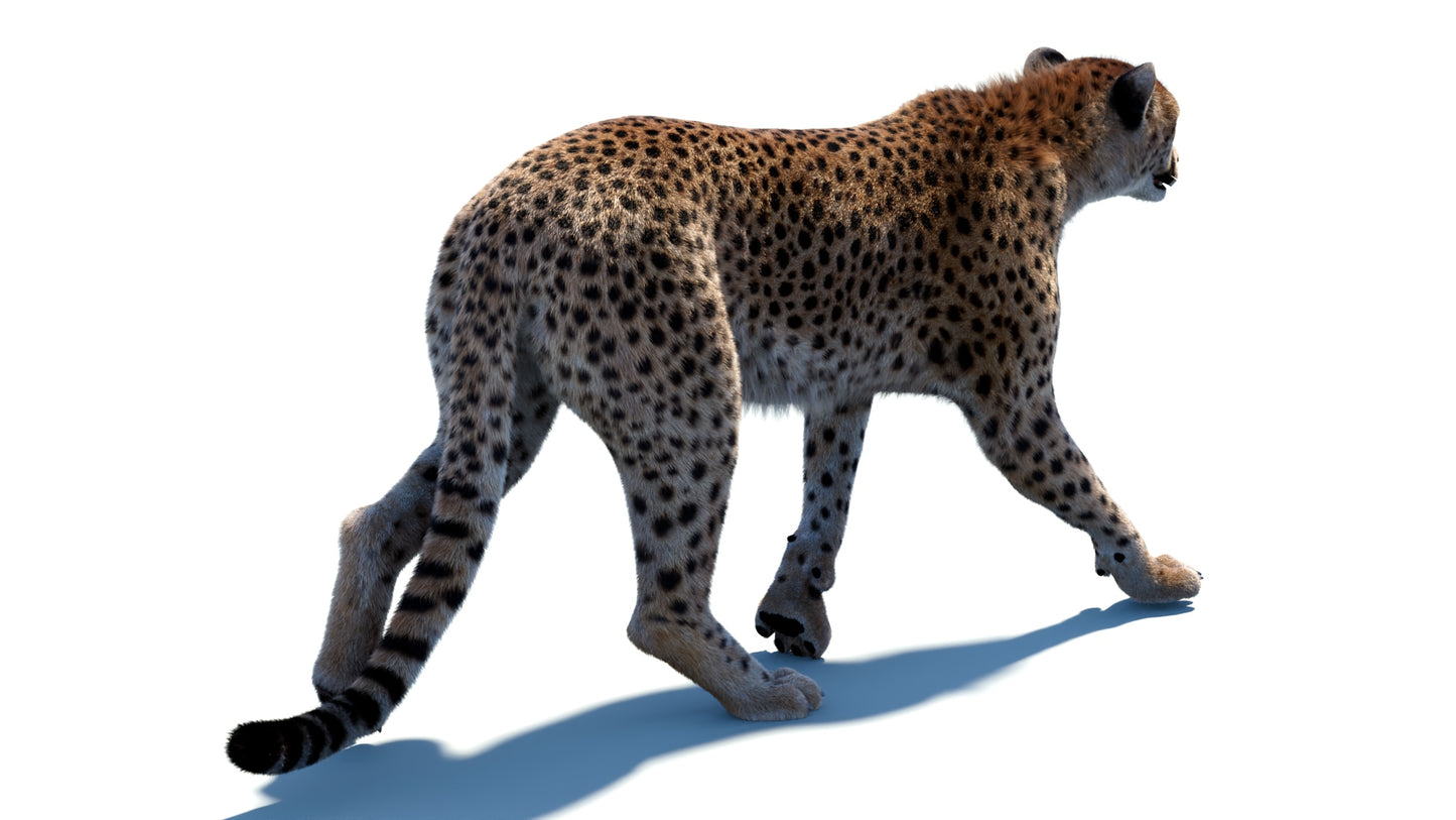 Animated Cheetah 3D Model Fur