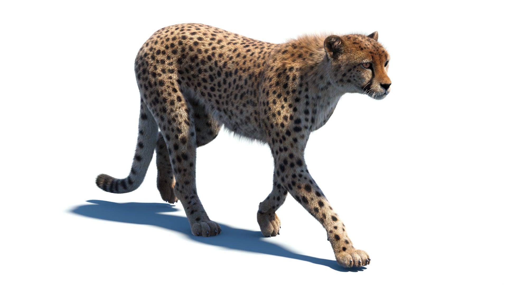 Big Cat 3D Model Rigged Animated Fur Bundle