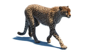 Realistic cheetah 3D model walking on a white background Thumbnail