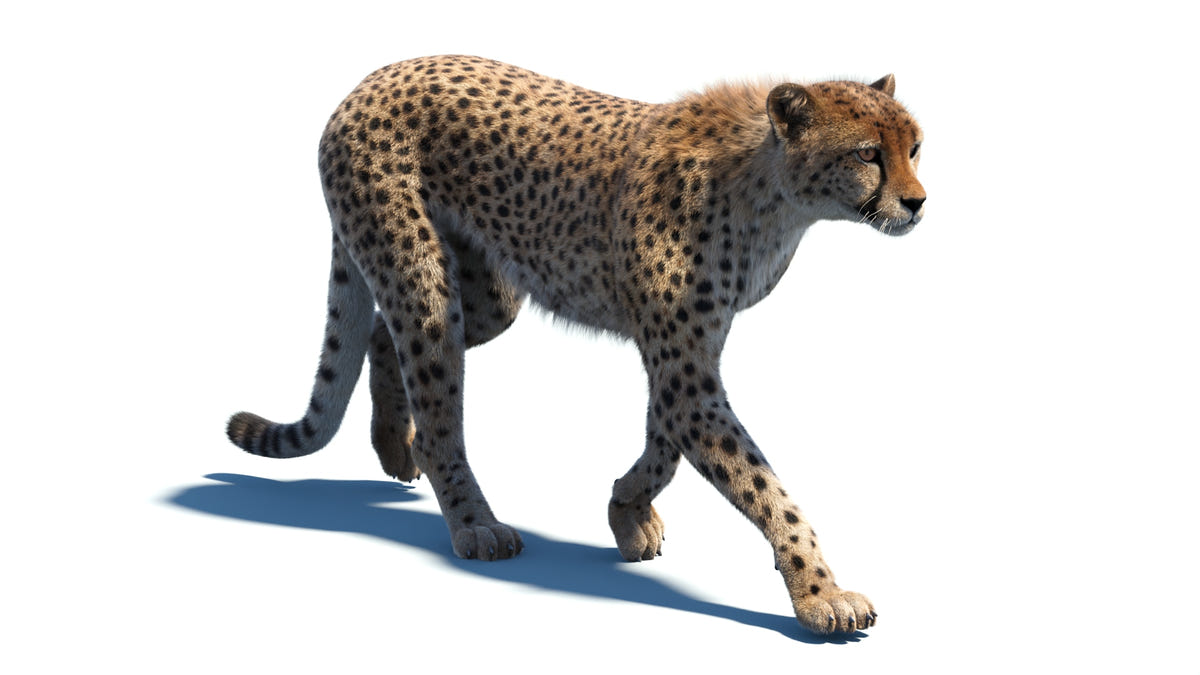 Realistic cheetah 3D model walking on a white background