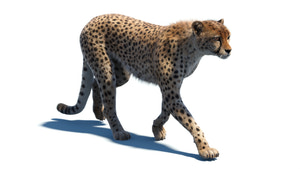 Realistic cheetah 3D model walking on a white background Thumbnail