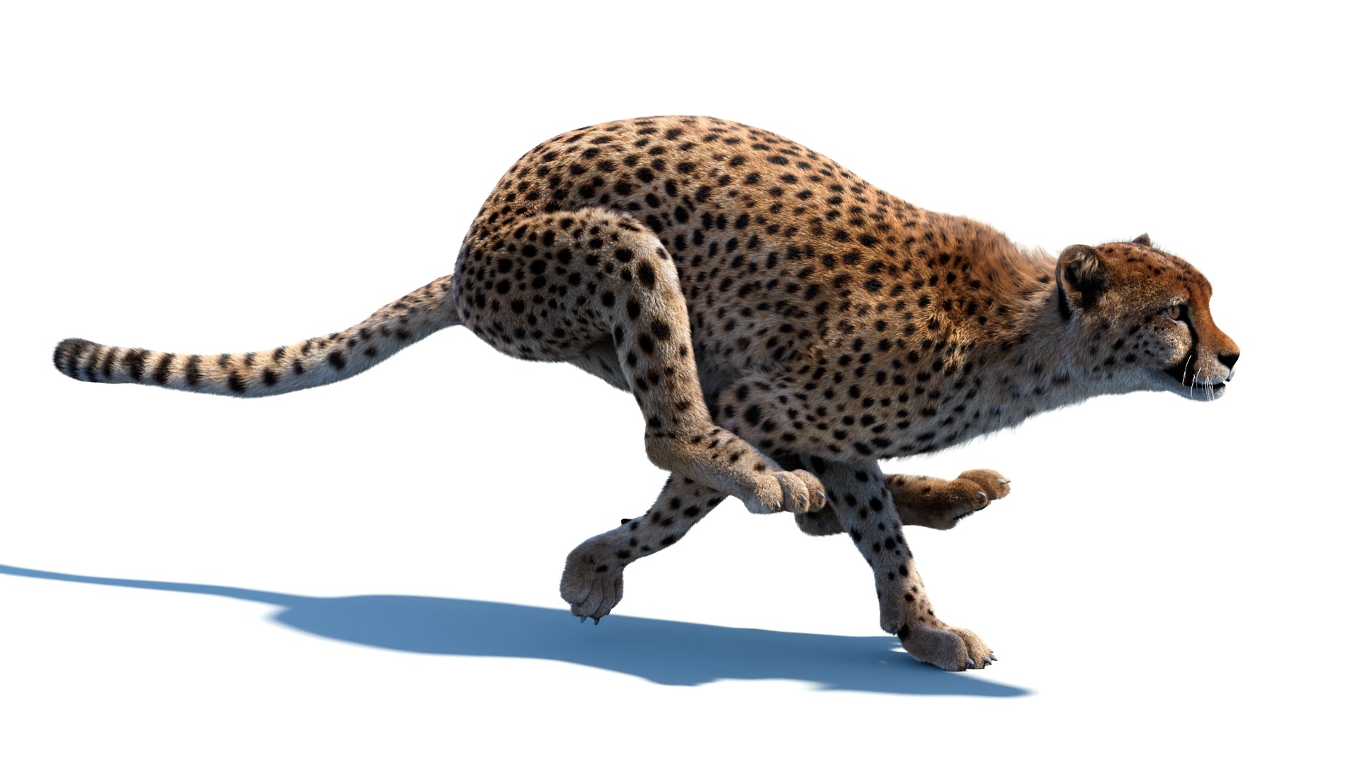 Running Cheetah 3D Model Rigged with 3ds Max CAT Motion for Download