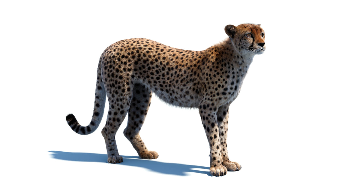Cheetah standing 3d model with realistic groomed hair and fur
