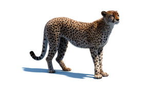 Cheetah standing 3d model with realistic groomed hair and fur Thumbnail