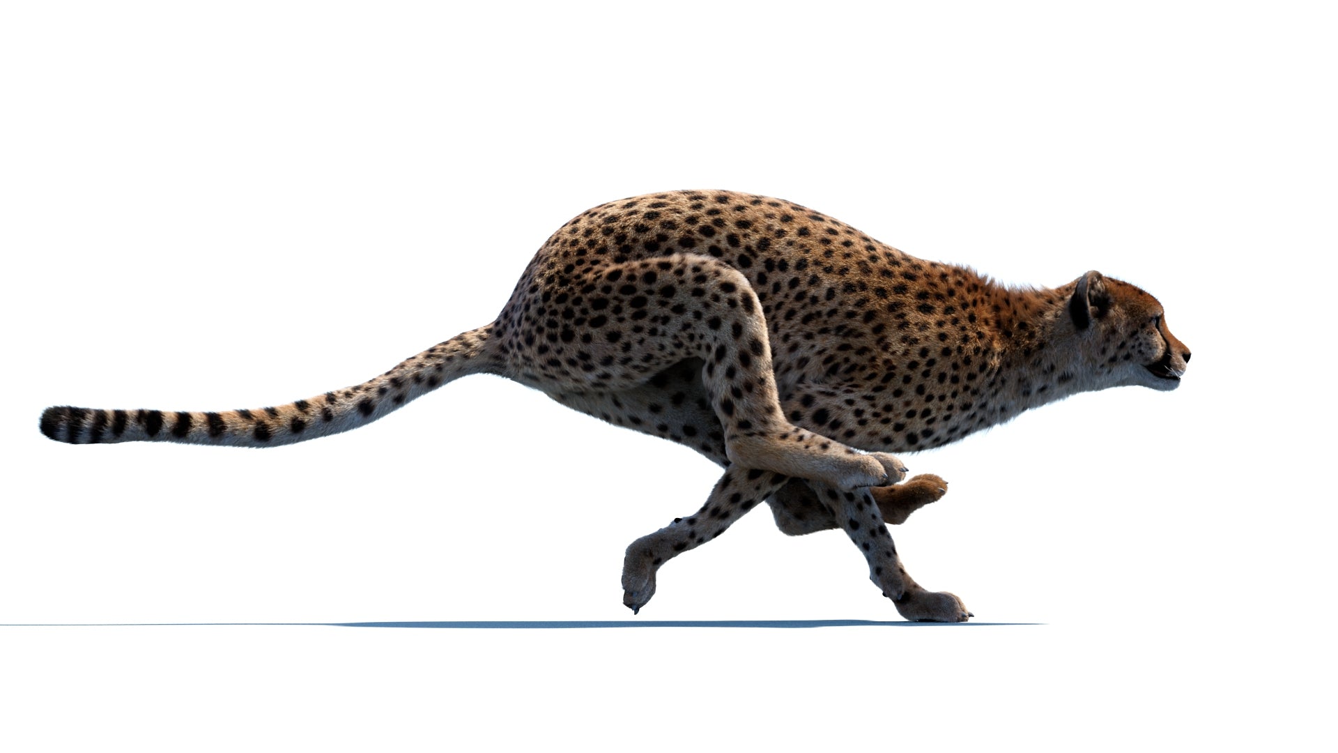 Cheetah running 3D model for download