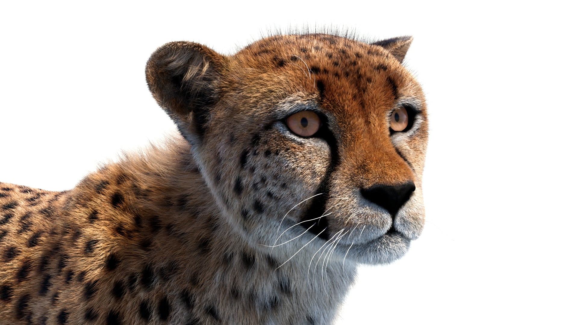 Fully rigged and animated cheetah 3D model for download