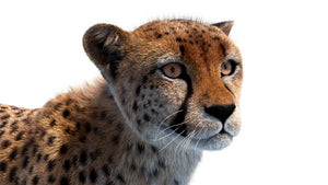 Fully rigged and animated cheetah 3D model for download Thumbnail