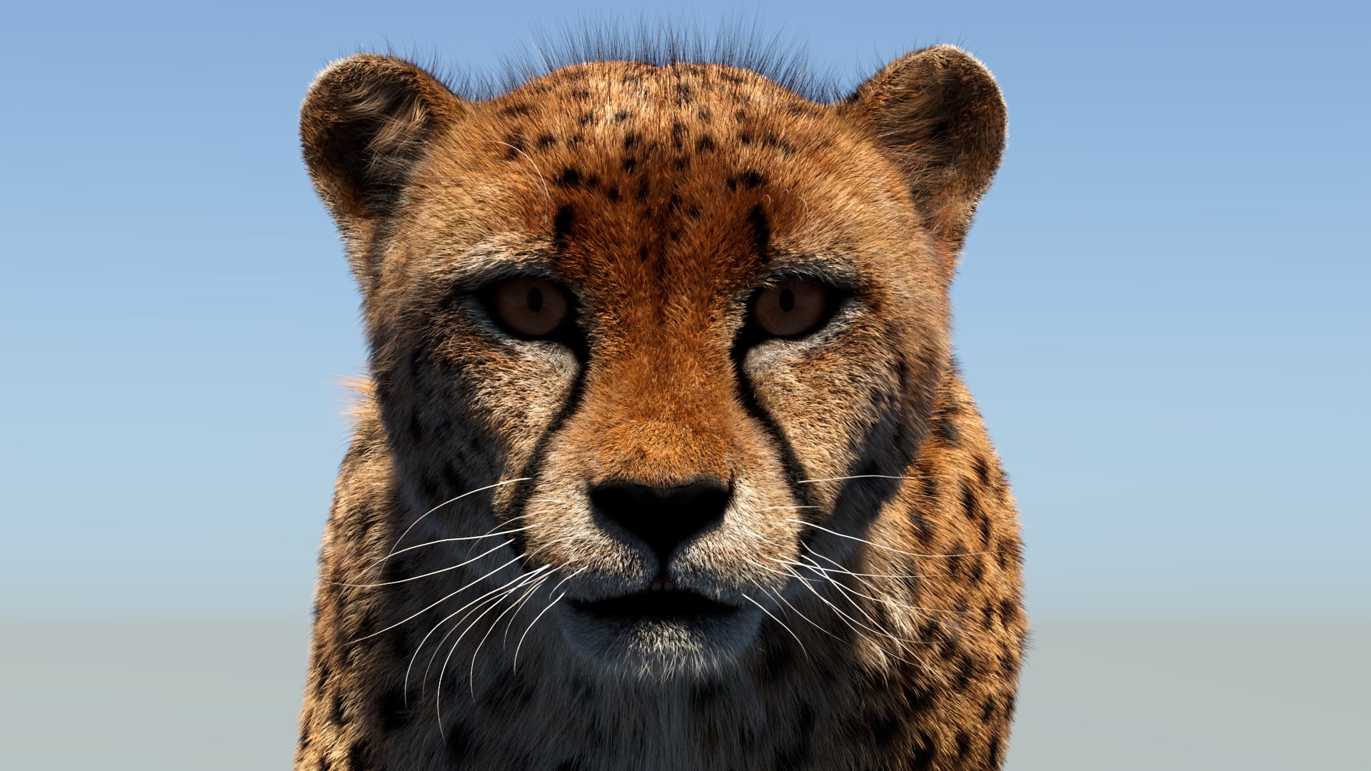 Big Cat 3D Model Rigged Animated Fur Bundle