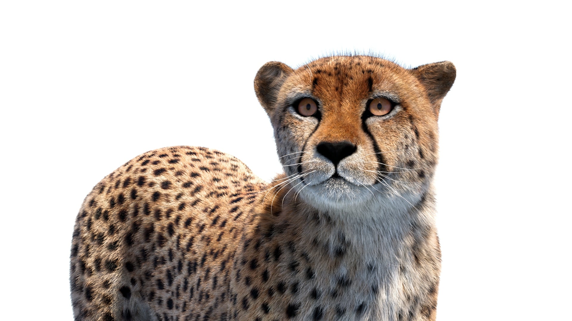 Animated cheetah 3D model with fur close up view