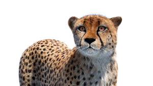 Animated cheetah 3D model with fur close up view Thumbnail