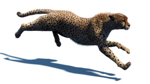 Big Cat 3D Model Rigged Animated Fur Bundle Thumbnail
