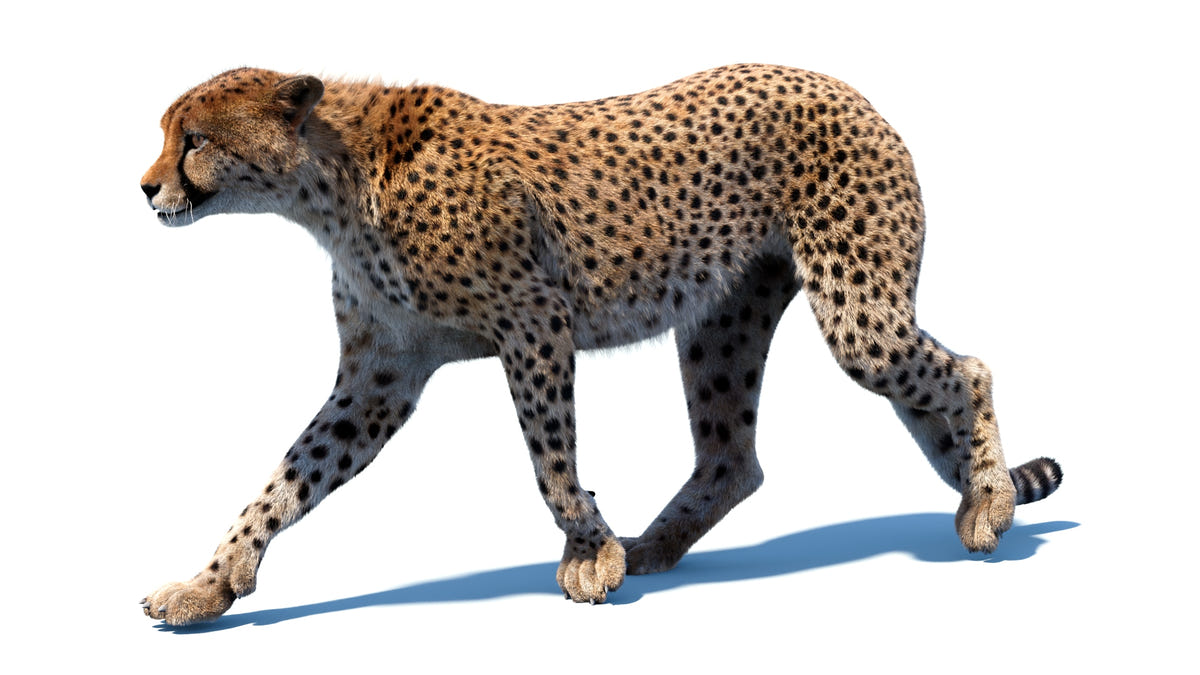 Realistic cheetah 3D model walking animation