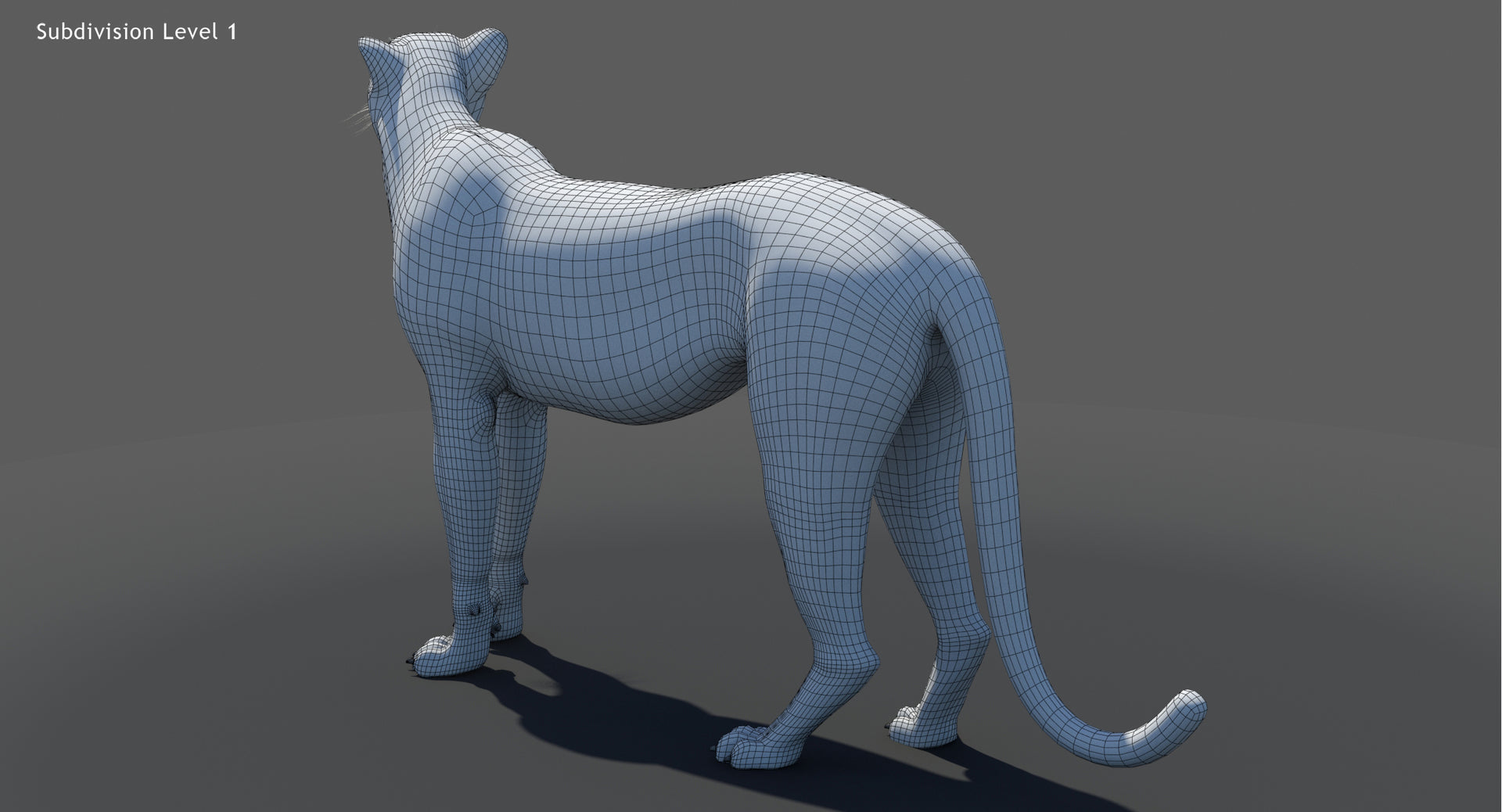 cheetah 3D model wureframe view