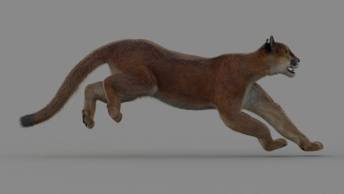 Animated Cougar 3D Model with Fur - 360 Degree View