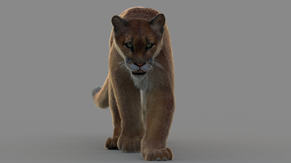 Animated Cougar 3D Model with Fur - 360 Degree View