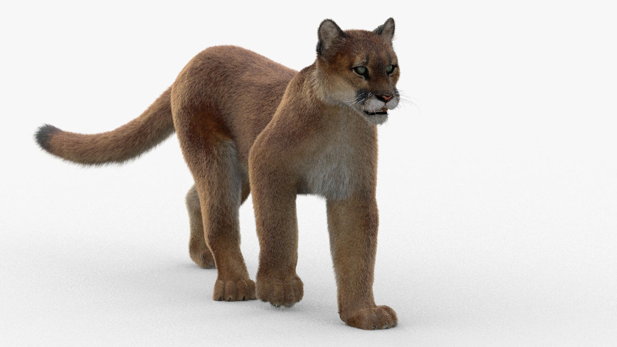 Animated Cougar 3D Model with Fur - 360 Degree View