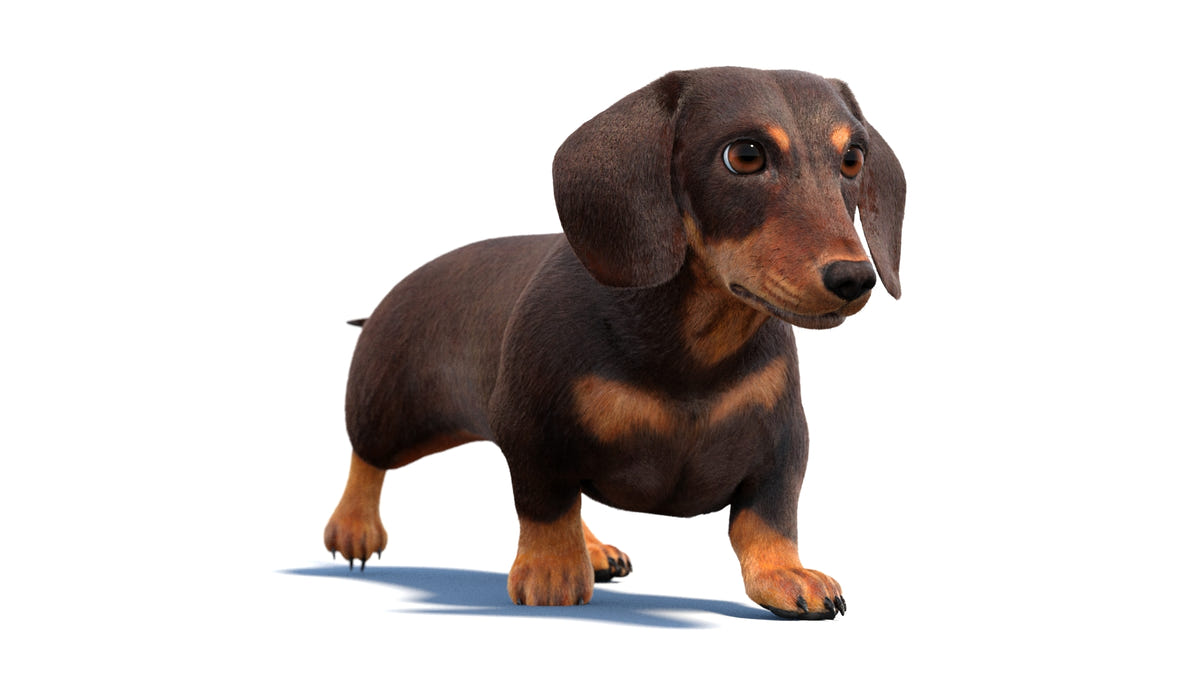 Animated Dachshund Dog 3D Model - Hair and Fur - 360 Degree View