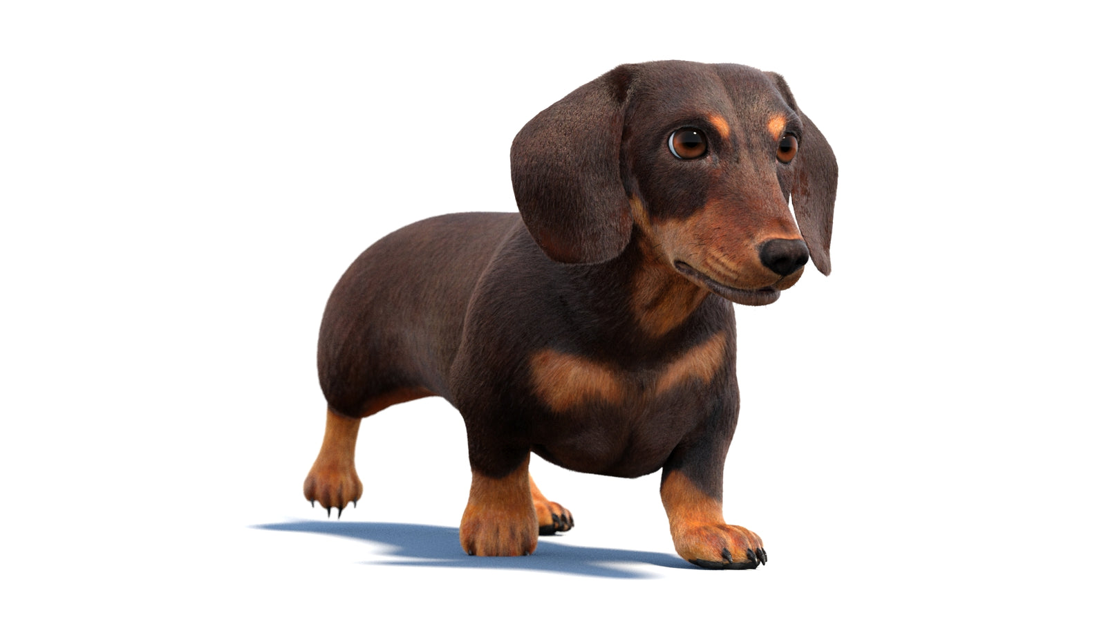 Animated Dachshund Dog 3D Model Fur 360° view 2 frame 2