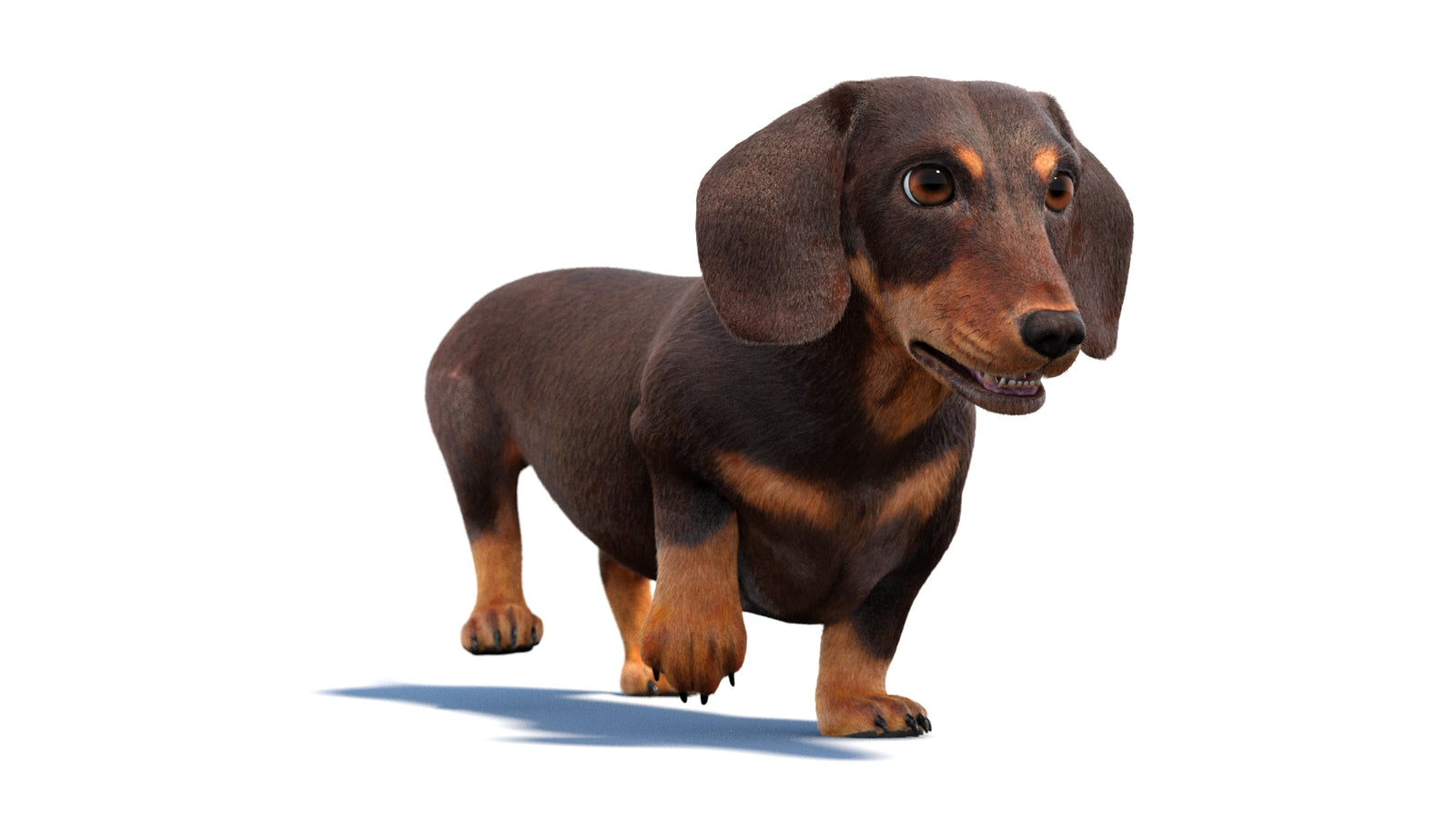 Animated Dachshund Dog 3D Model Fur 360° view 2 frame 7
